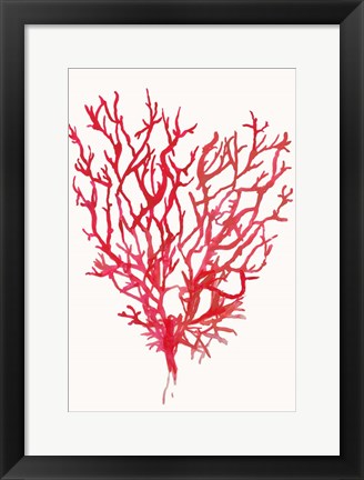 Framed Red Reef Coral II Print