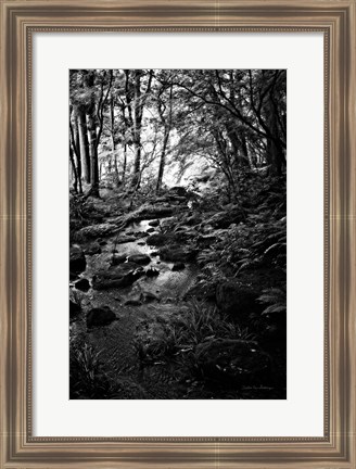 Framed Lush Creek in Forest BW Print