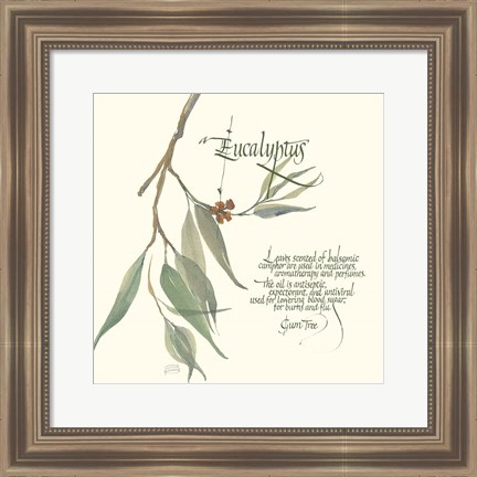 Framed Eucalyptus Print