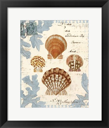 Framed Seashell Collection I Print