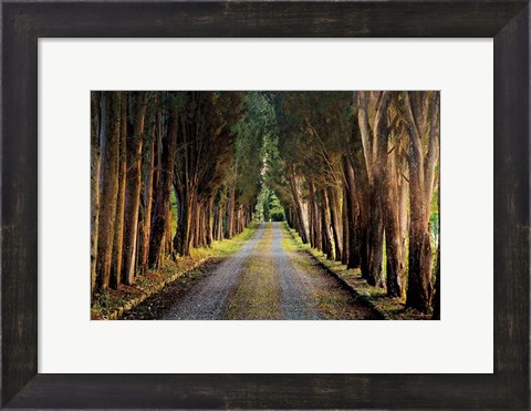 Framed Tree Tunnel Print