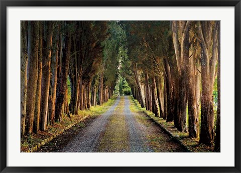 Framed Tree Tunnel Print