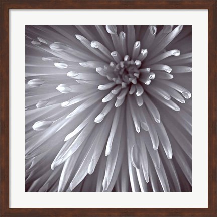 Framed Natural Designs II Print