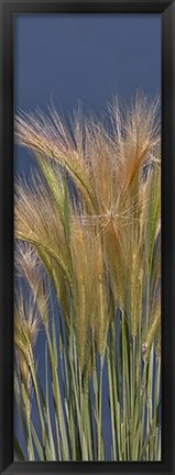 Framed Cheat - Grass Print