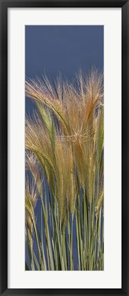 Framed Cheat - Grass Print