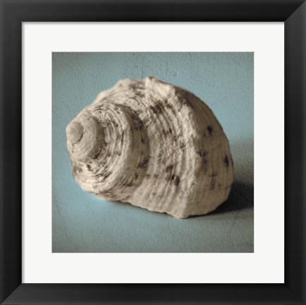 Framed Seashell Study I Print