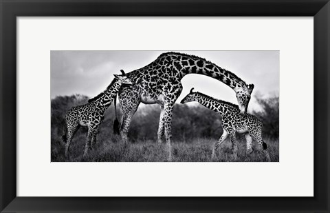 Framed Giraffe Family Print