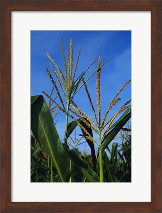 Framed Corn Stalks Print