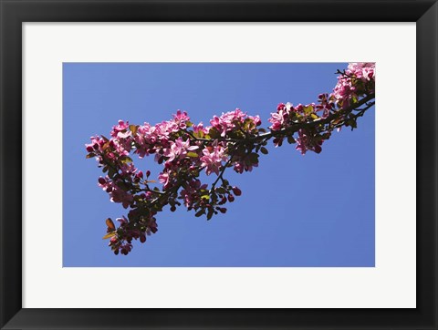 Framed Flowering Tree Branch, Blue Sky, North Carolina Print