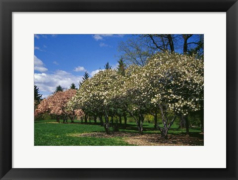 Framed Row of Magnolia Trees Blooming in Spring, New York Print