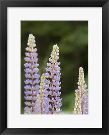 Framed Lupine, Vancouver Island, Canada Print