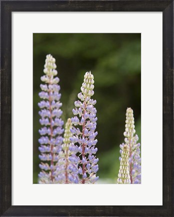 Framed Lupine, Vancouver Island, Canada Print