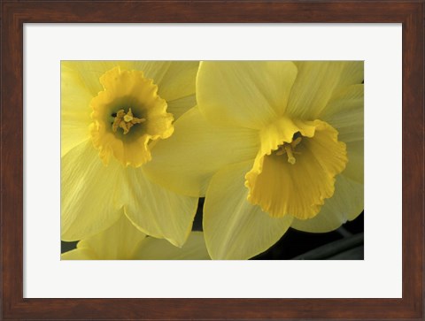 Framed Cache Valley Daffodils, Utah Print