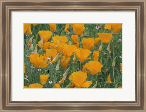 Framed California Poppy, Santa Barbara Botanical Garden, California Print