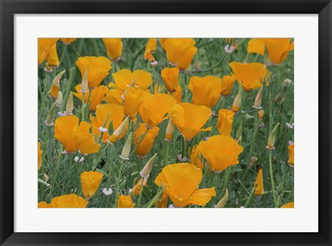 Framed California Poppy, Santa Barbara Botanical Garden, California Print