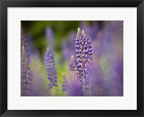 Framed Lupine Near Silver Bay, Northeastern Minnesota 1 Print