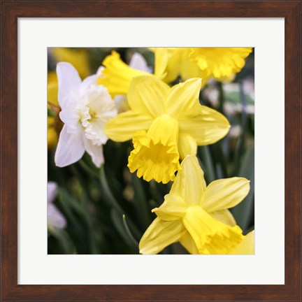 Framed Daffodil Bundle, New York City Print