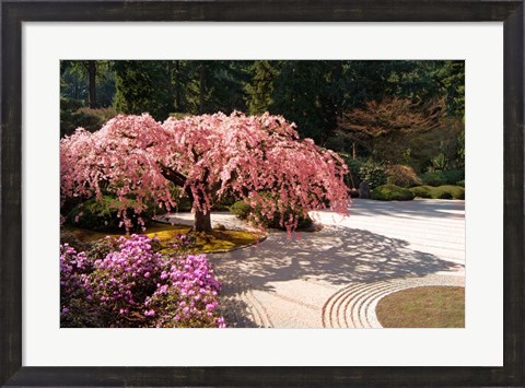 Framed Cherry Tree Blossoms Over A Rock Garden In The Japanese Gardens In Portland&#39;s Washington Park, Oregon Print