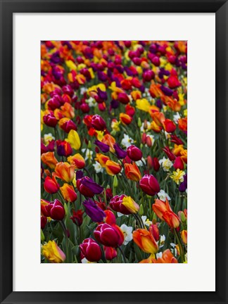 Framed Wind Blows A Field Of Multi-Colored Tulips, Mount Vernon, Washington State Print