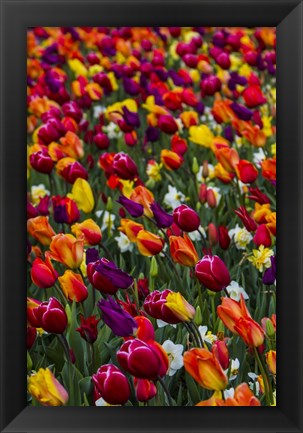 Framed Wind Blows A Field Of Multi-Colored Tulips, Mount Vernon, Washington State Print