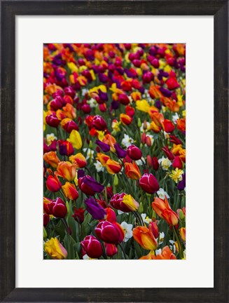 Framed Wind Blows A Field Of Multi-Colored Tulips, Mount Vernon, Washington State Print