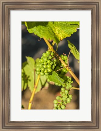 Framed Pinot Gris Wine Grapes Ripen At A Whidbey Island Vineyard, Washington Print