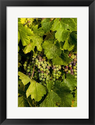 Framed Pinot Grapes In Veraison In Vineyard In The Okanogan Valley, Washington Print