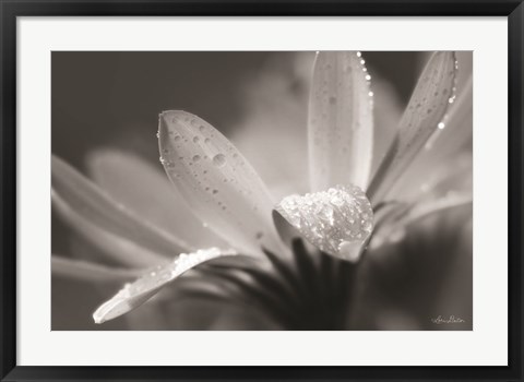 Framed Daisy Print