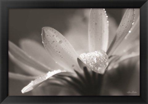 Framed Daisy Print