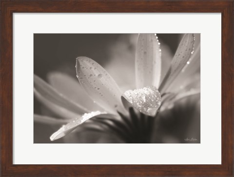 Framed Daisy Print