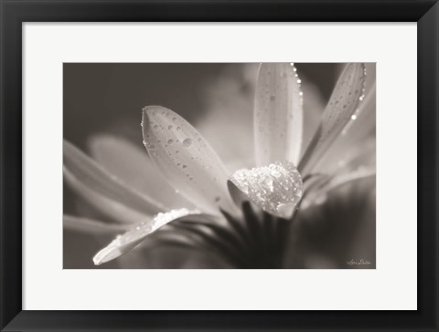 Framed Daisy Print