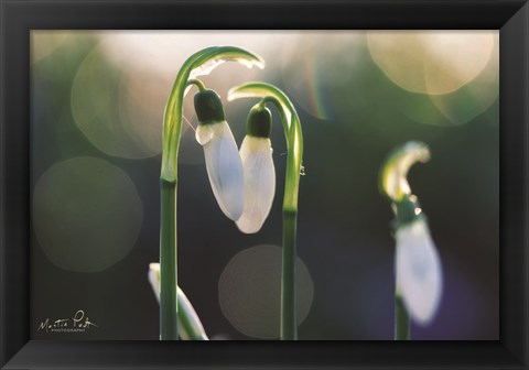 Framed Snowdrops I Print