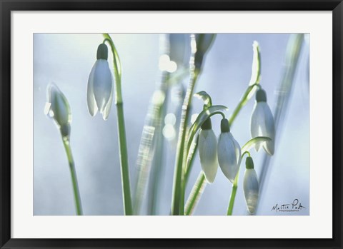 Framed Couple of Snowdrops Print