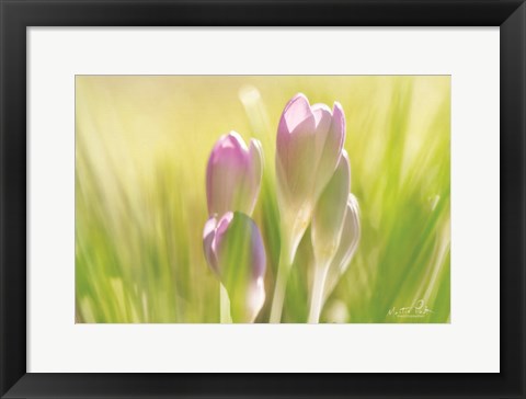 Framed Soft Crocus Print