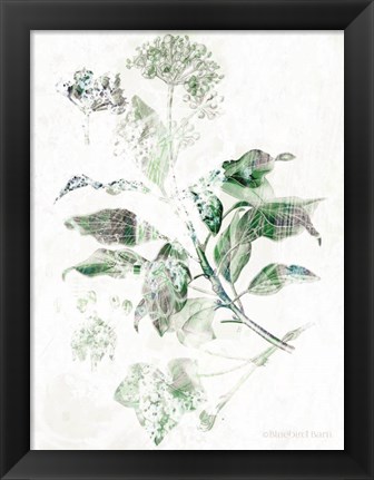 Framed Verbena Botanical Print