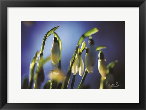 Framed Snowdrops V Print