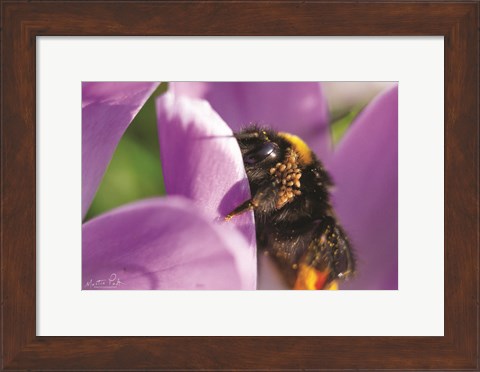 Framed Bee II Print