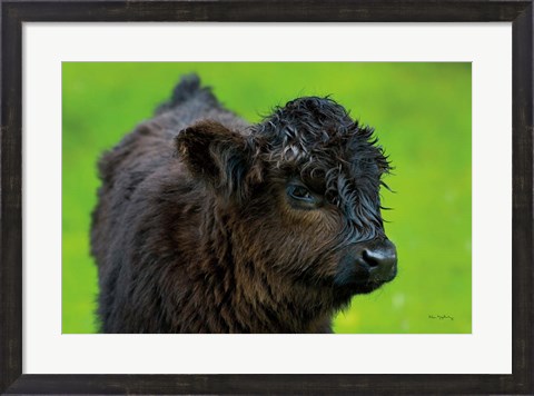 Framed Scottish Highland Cattle XI Print