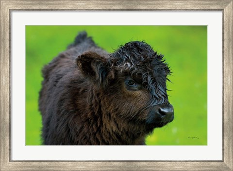 Framed Scottish Highland Cattle XI Print