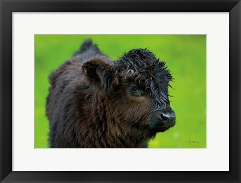 Framed Scottish Highland Cattle XI Print