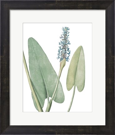 Framed Summer Botanicals IV on White Print