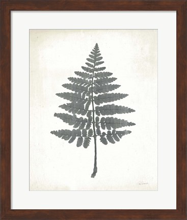 Framed Chalkboard Fern II Print