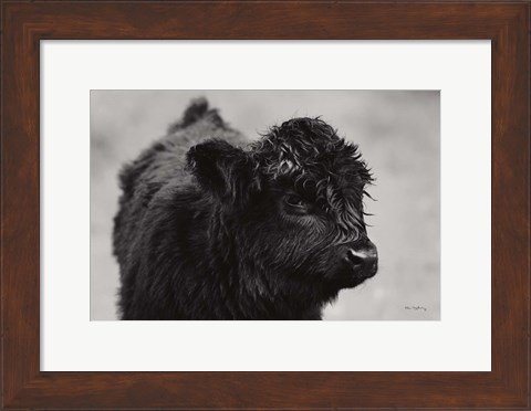 Framed Scottish Highland Cattle XI BW Print