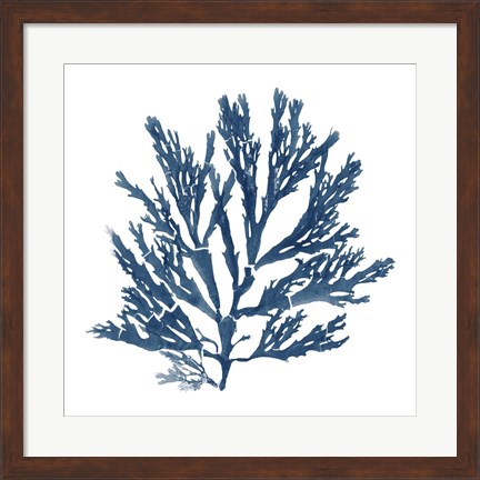 Framed Pacific Sea Mosses Blue on White I Print