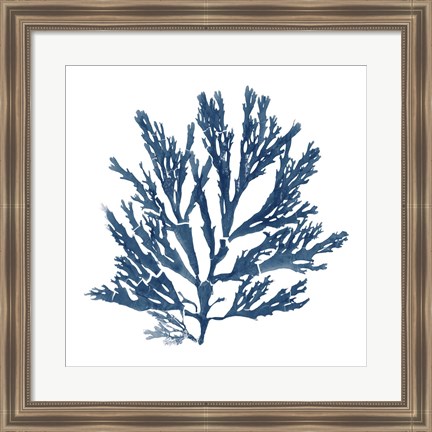 Framed Pacific Sea Mosses Blue on White I Print