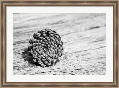 Framed Pinecone Print