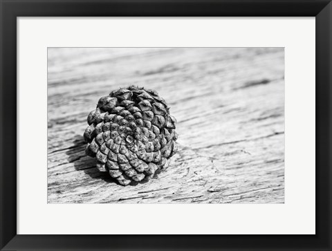 Framed Pinecone Print