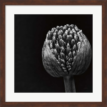 Framed Allium II Print