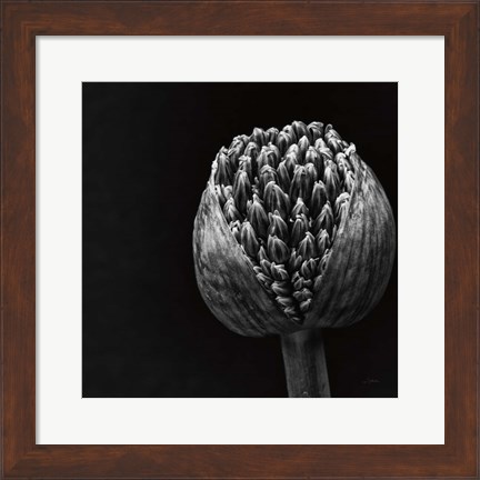 Framed Allium II Print