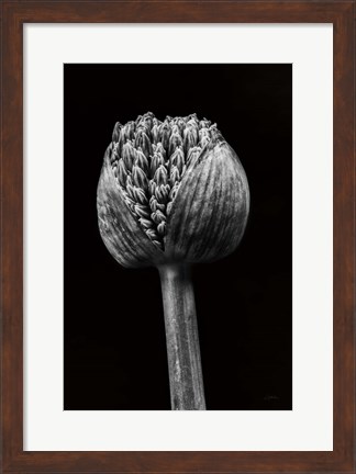 Framed Allium I Print